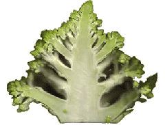 Bild Salate und Gemüse